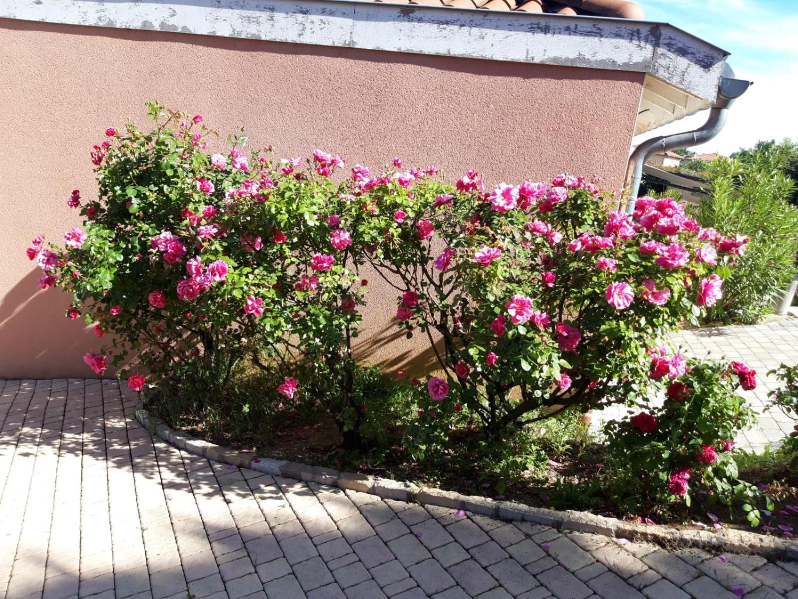 Comme Dans Un Ecrin - T2 De 50 M² Avec Jardin, Terrasse Et Piscine Lägenhet Vernaison Exteriör bild